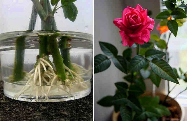 Könnyen meggyökereztethetjük az ajándékba kapott, vázába tett rózsát!