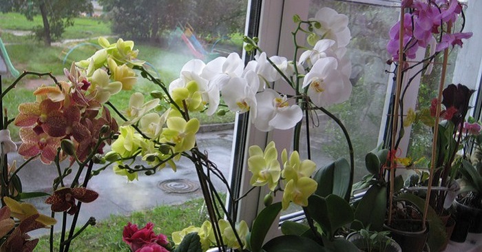 Az orchidea szétültetésének titkai: hogyan csináljunk egy orchideából százat?