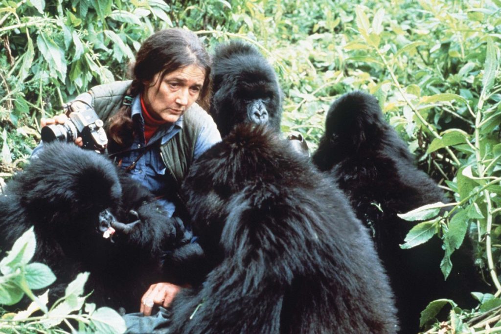 Szörnyű halál vetett véget, a nagy tiszteletnek örvendő Dian Fossey életének :(
